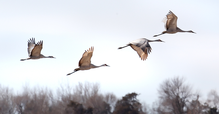 Sandhill cranes arriving in Central Nebraska